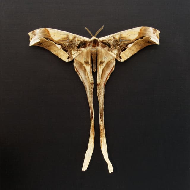 Rare Giant Saturn moth framed taxidermy - Copiopteryx derceto - Victorian mount - minor damage