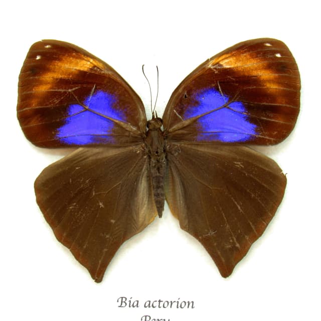 Rare Uncertain Owlet butterfly framed taxidermy - Bia actorion