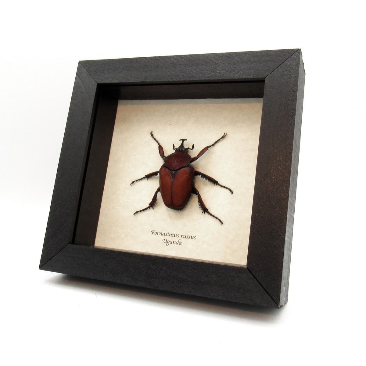 Large deep red Scarab beetle framed taxidermy - Fornasinius russus
