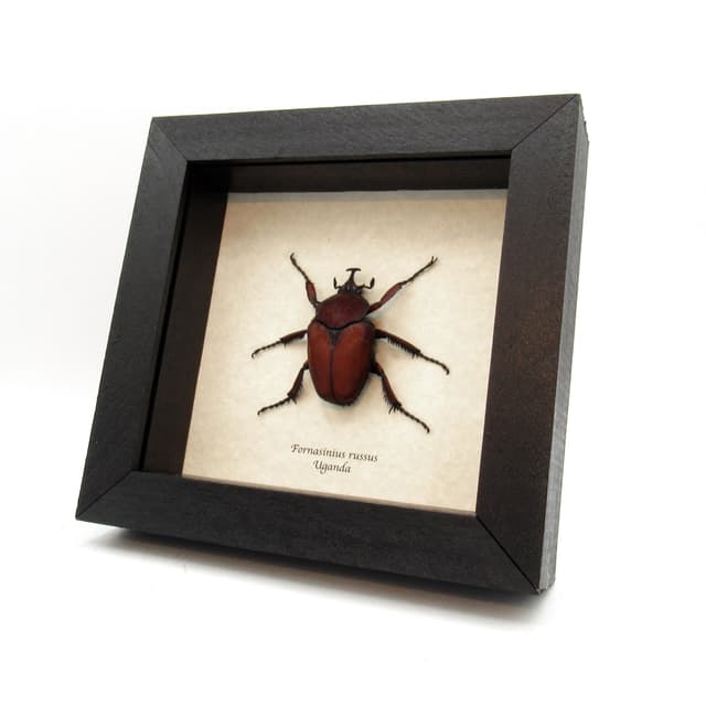 Large deep red Scarab beetle framed taxidermy - Fornasinius russus