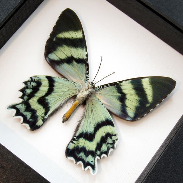 Real blue moth framed taxidermy - Alcides orontes