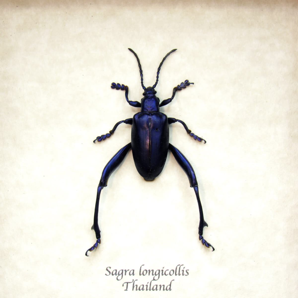 Real purple Frog Beetle framed taxidermy - Sagra longicollis