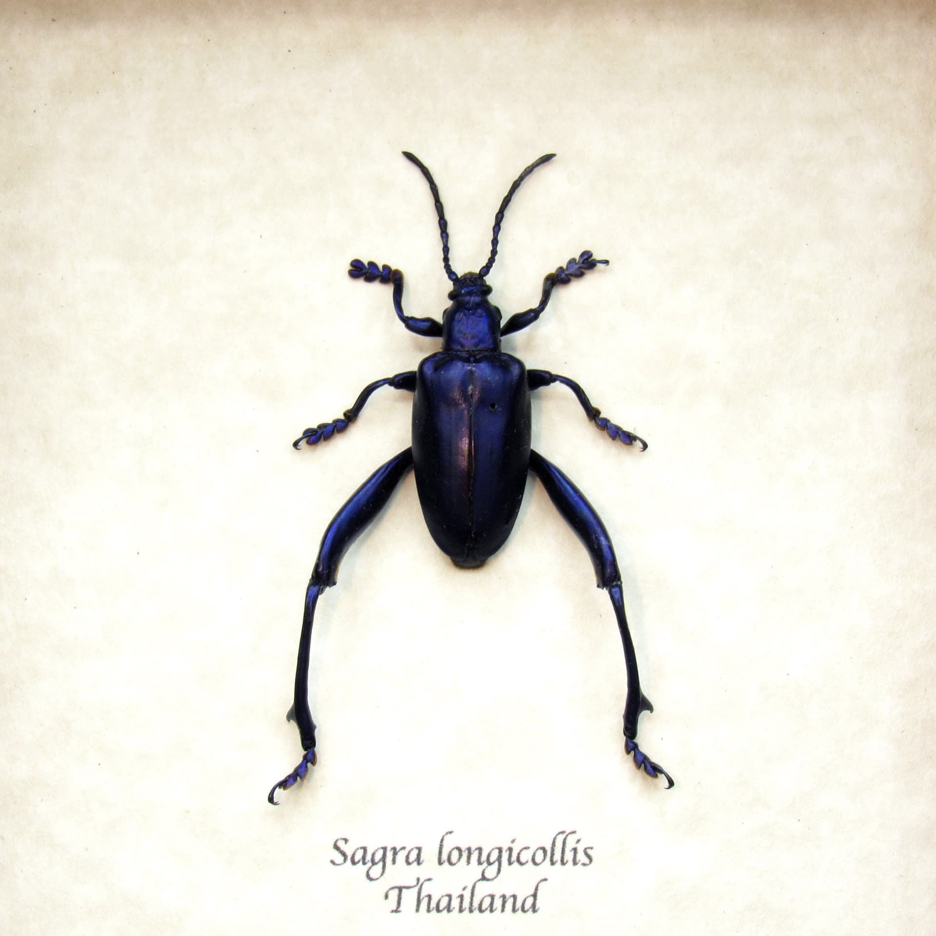 Real purple Frog Beetle framed taxidermy - Sagra longicollis