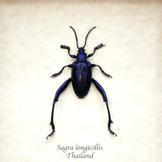 Real purple Frog Beetle framed taxidermy - Sagra longicollis