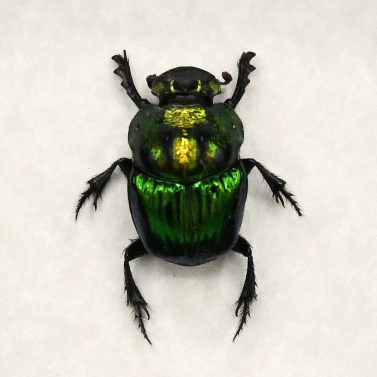 Real metallic dung beetle framed taxidermy - Phanaeus mexicanus