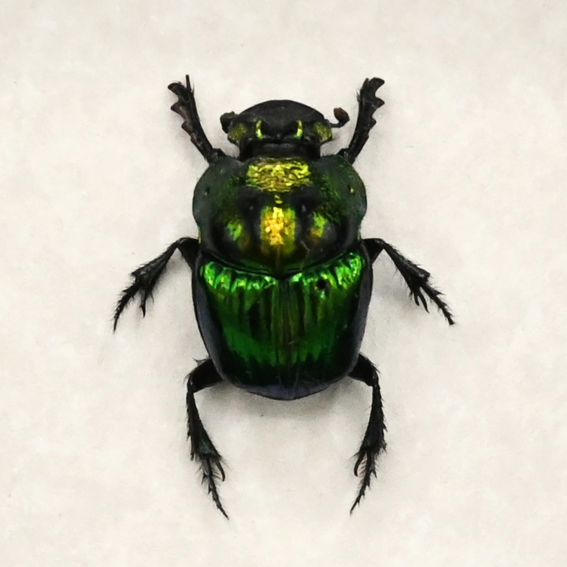 Real metallic dung beetle framed taxidermy - Phanaeus mexicanus