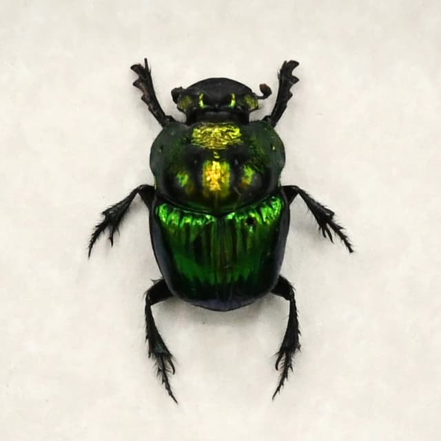 Real metallic dung beetle framed taxidermy - Phanaeus mexicanus