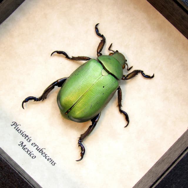 Large scarab beetle framed taxidermy - Plusiotis erubescens