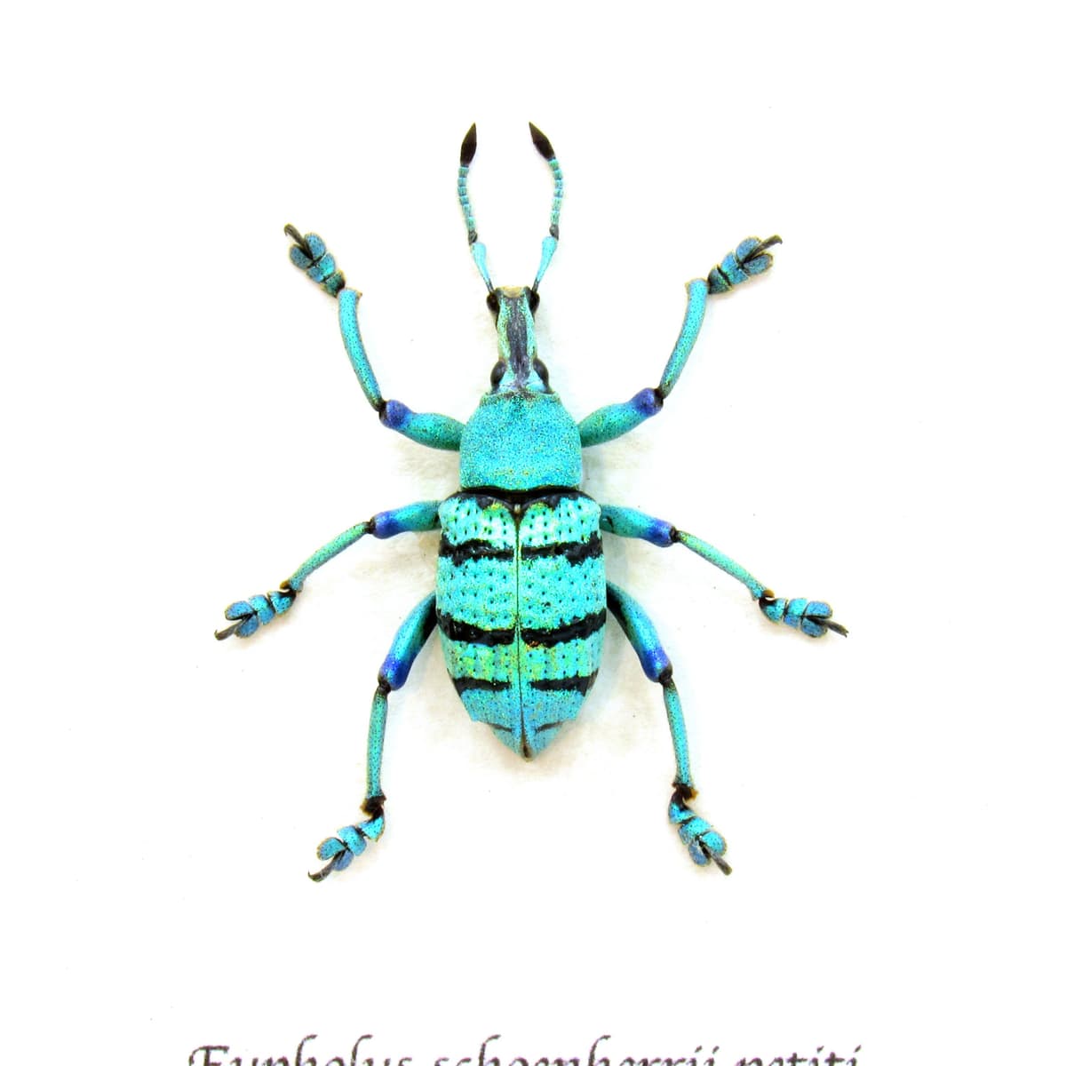 Real glitter Weevil framed taxidermy - Eupholus schoenherrii petiti