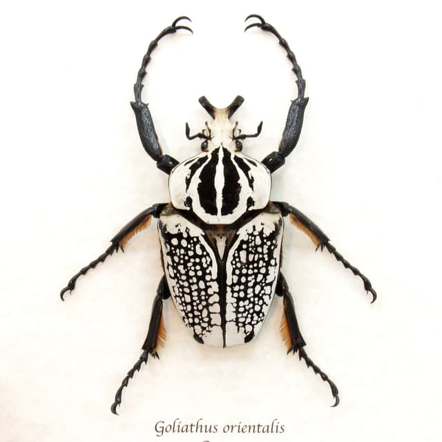 Real XL Flower Beetle framed taxidermy - Goliathus orientalis