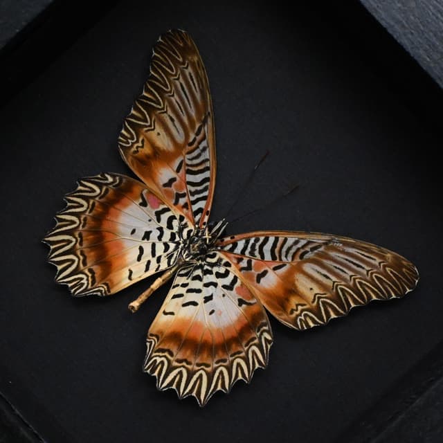 Rare Orange Lacewing butterfly framed specimen - Cethosia myrina vanbemmeleni