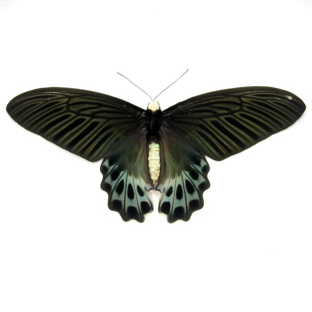 Rare Giant Swallowtail butterfly framed taxidermy - Atrophaneura sycorax egertoni - female - Victorian mount