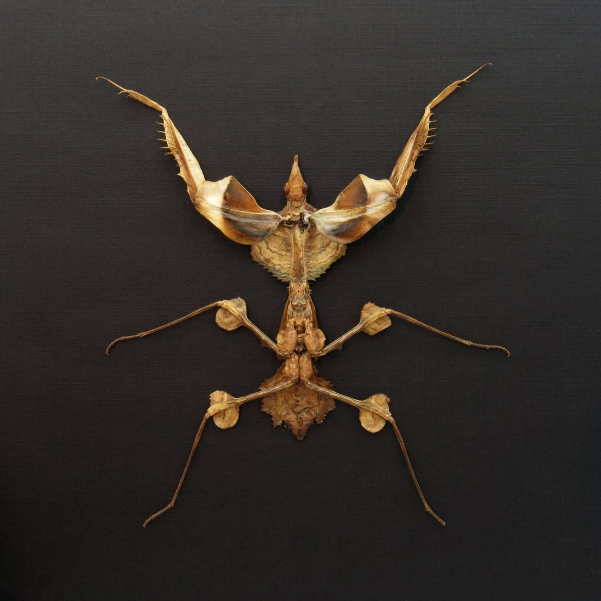 Real Devils Flower Mantis framed taxidermy - Idolomantis diabolica - large nymph