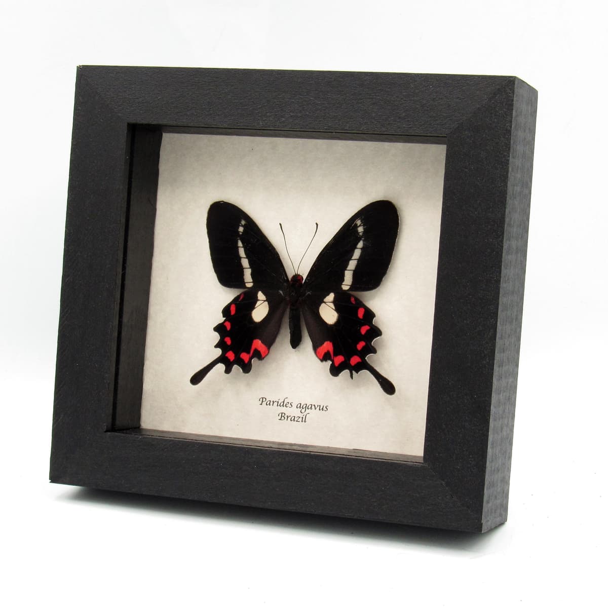 Rare red butterfly framed specimen - Parides agavus - large female - minor damage