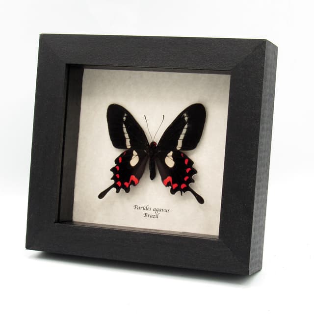 Rare red butterfly framed specimen - Parides agavus - large female - minor damage