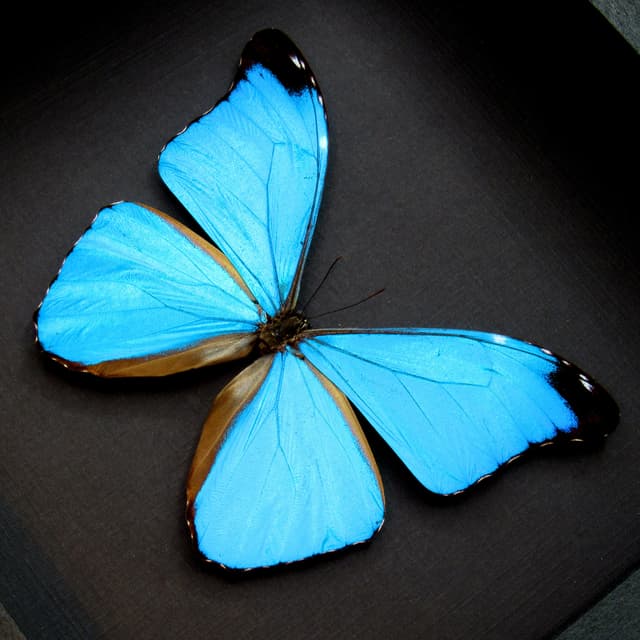 Rare metallic blue Morpho butterfly framed taxidermy - Morpho absoloni