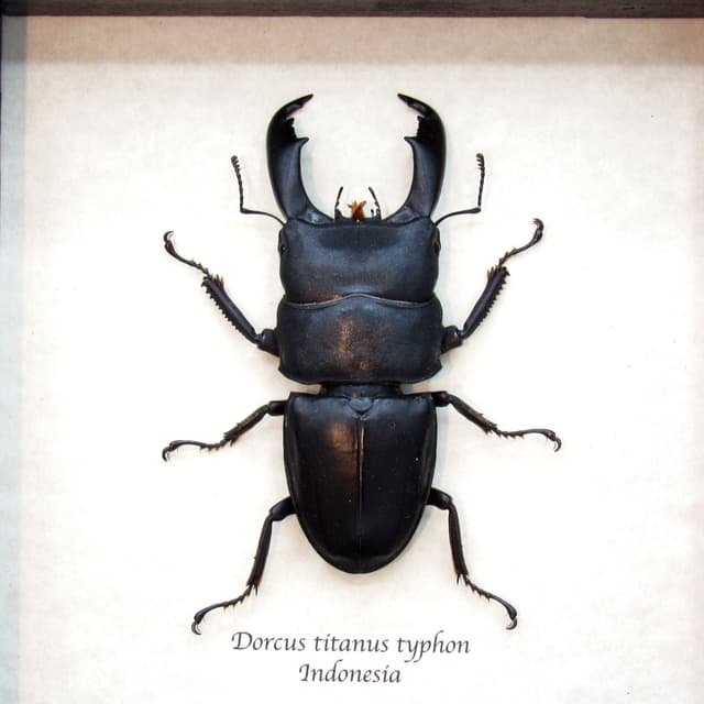 Real Giant Stag beetle framed taxidermy - Dorcus titanus typhon