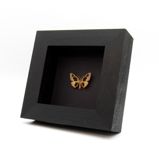 Real tiny pink Geometer moth framed taxidermy - Calenna festivaria