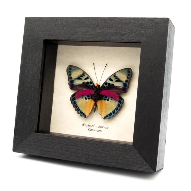 Rare Magenta Pale Striped Forester butterfly framed taxidermy - Euphaedra extensa