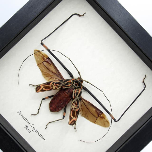 Real Giant Harlequin beetle framed taxidermy - Acrocinus longimanus - XL