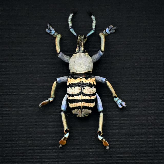 Real Weevil beetle framed taxidermy - Eupholus nickerli