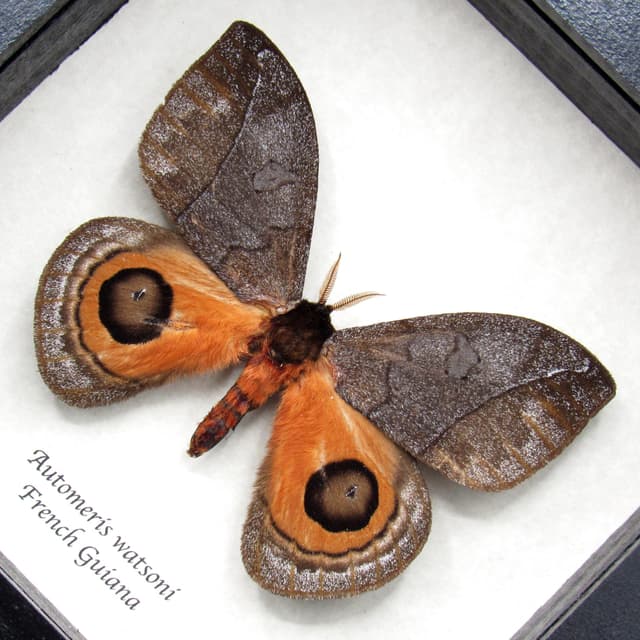 Real orange Saturn moth framed taxidermy - Automeris watsoni