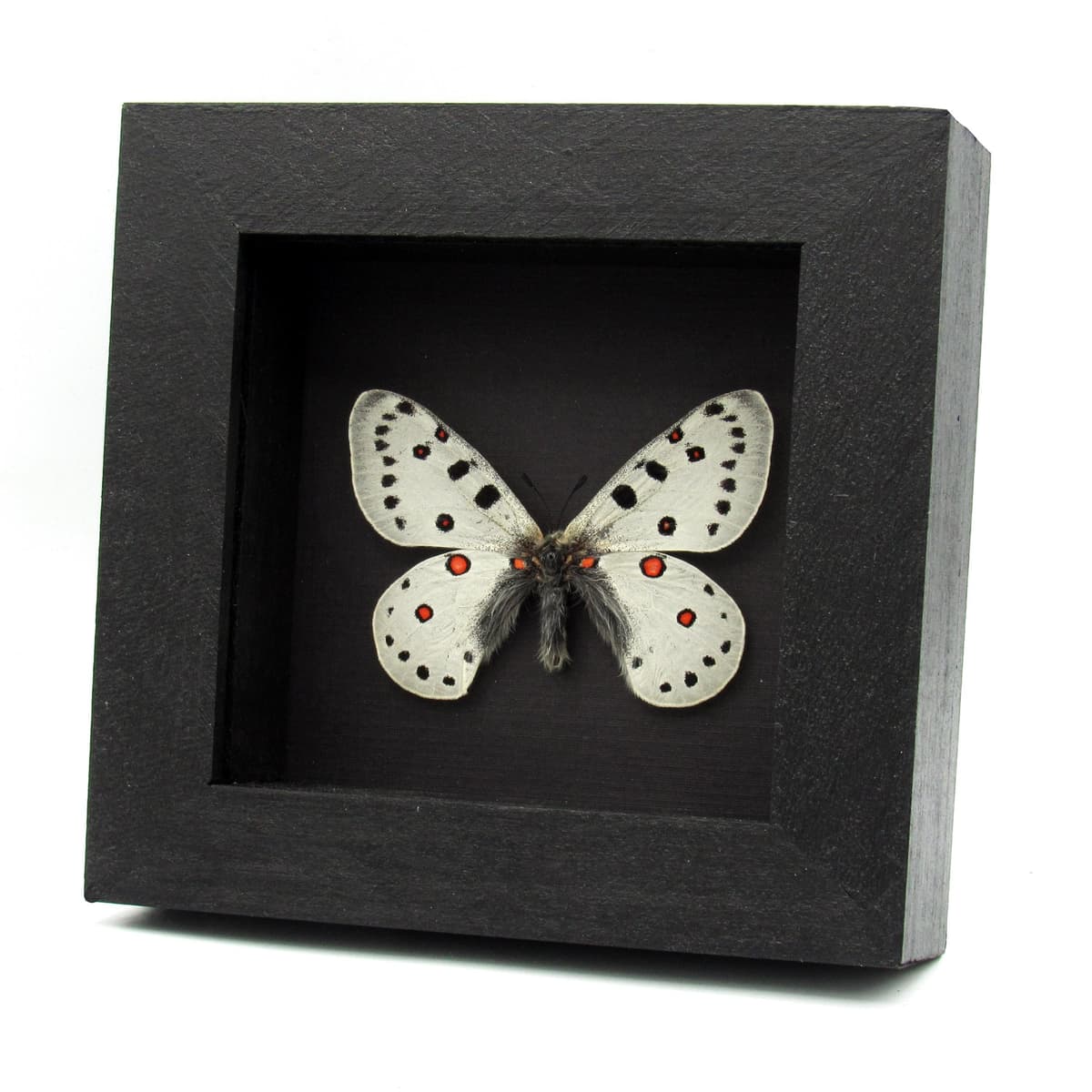 Rare white Snow Apollo butterfly framed taxidermy - Parnassius apollonius alpinus - 2