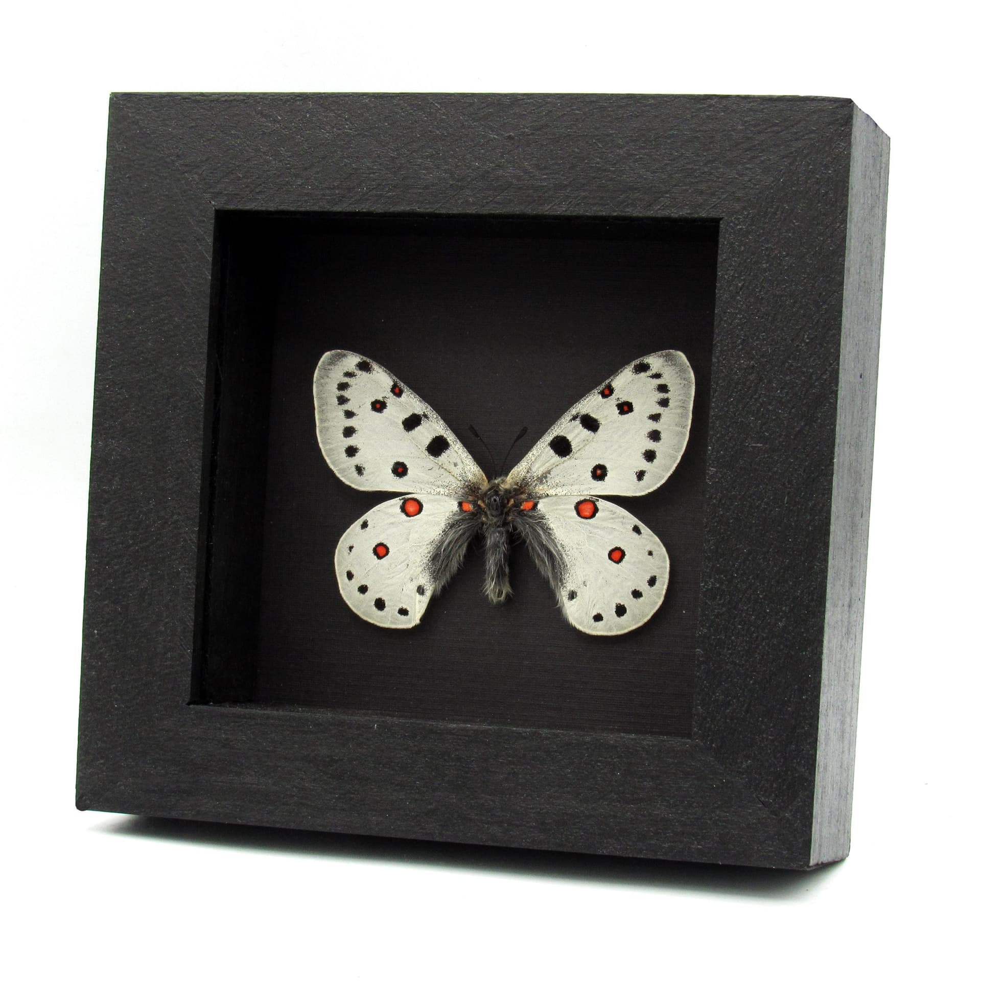 Rare white Snow Apollo butterfly framed taxidermy - Parnassius apollonius alpinus - 2