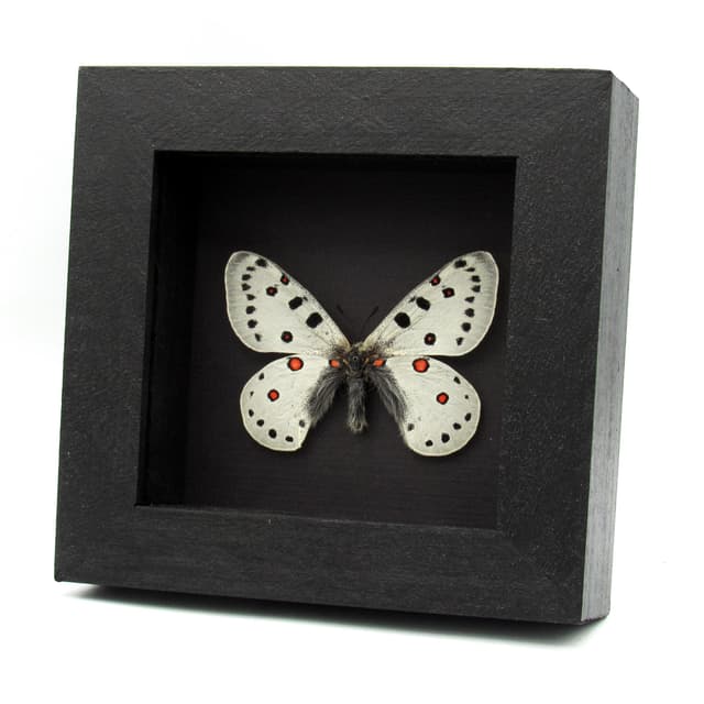Rare white Snow Apollo butterfly framed taxidermy - Parnassius apollonius alpinus - 2