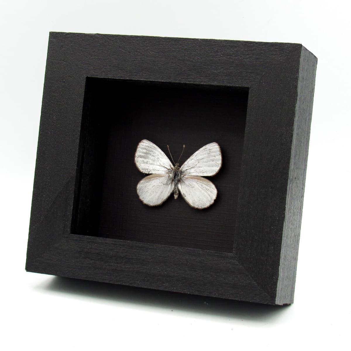 Very rare metallic Silver Satyr butterfly framed taxidermy - Argyrophorus argenteus