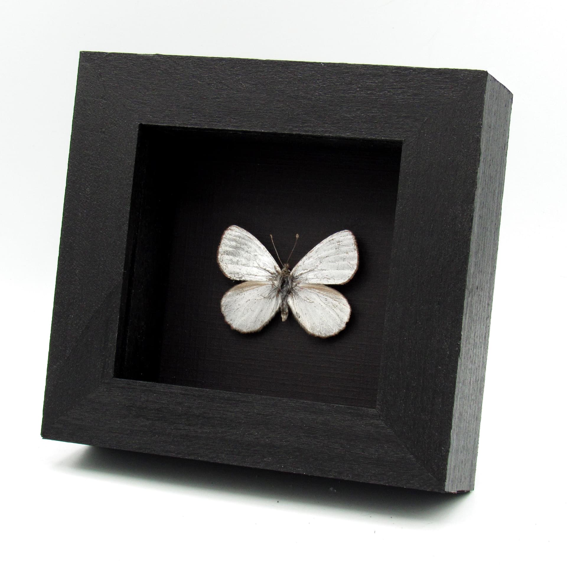 Very rare metallic Silver Satyr butterfly framed taxidermy - Argyrophorus argenteus