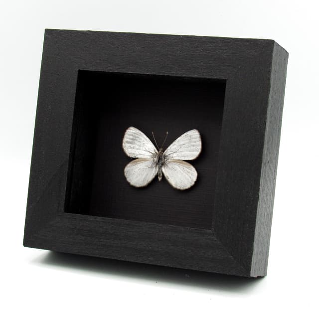 Very rare metallic Silver Satyr butterfly framed taxidermy - Argyrophorus argenteus