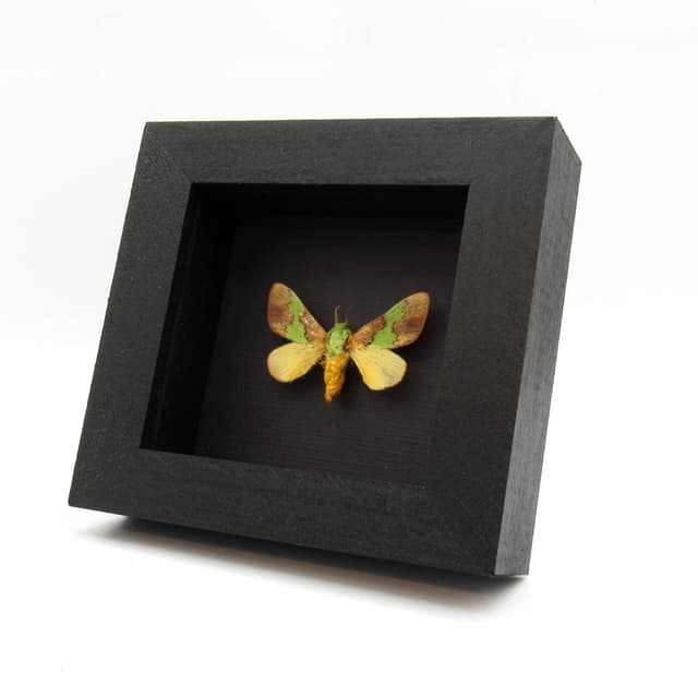 Real green Slug Caterpillar moth framed taxidermy - Latoia vitilena