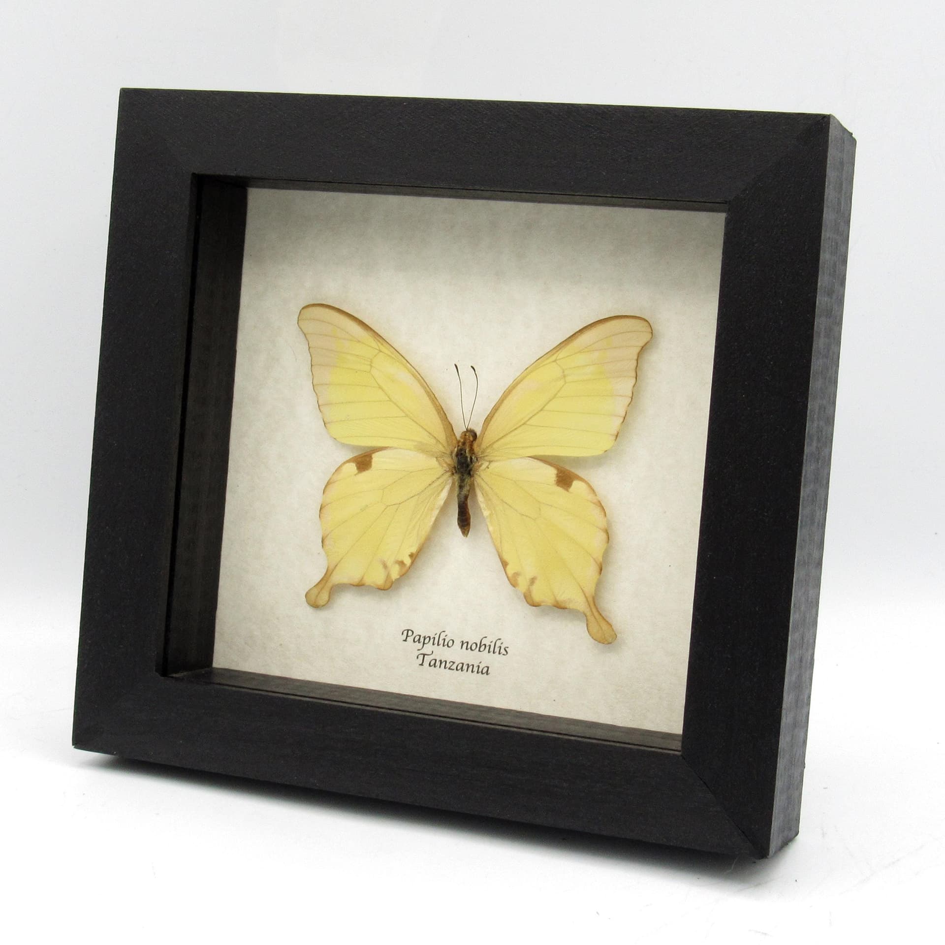 Real Noble Swallowtail butterfly framed taxidermy - Papilio nobilis