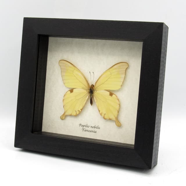 Real Noble Swallowtail butterfly framed taxidermy - Papilio nobilis