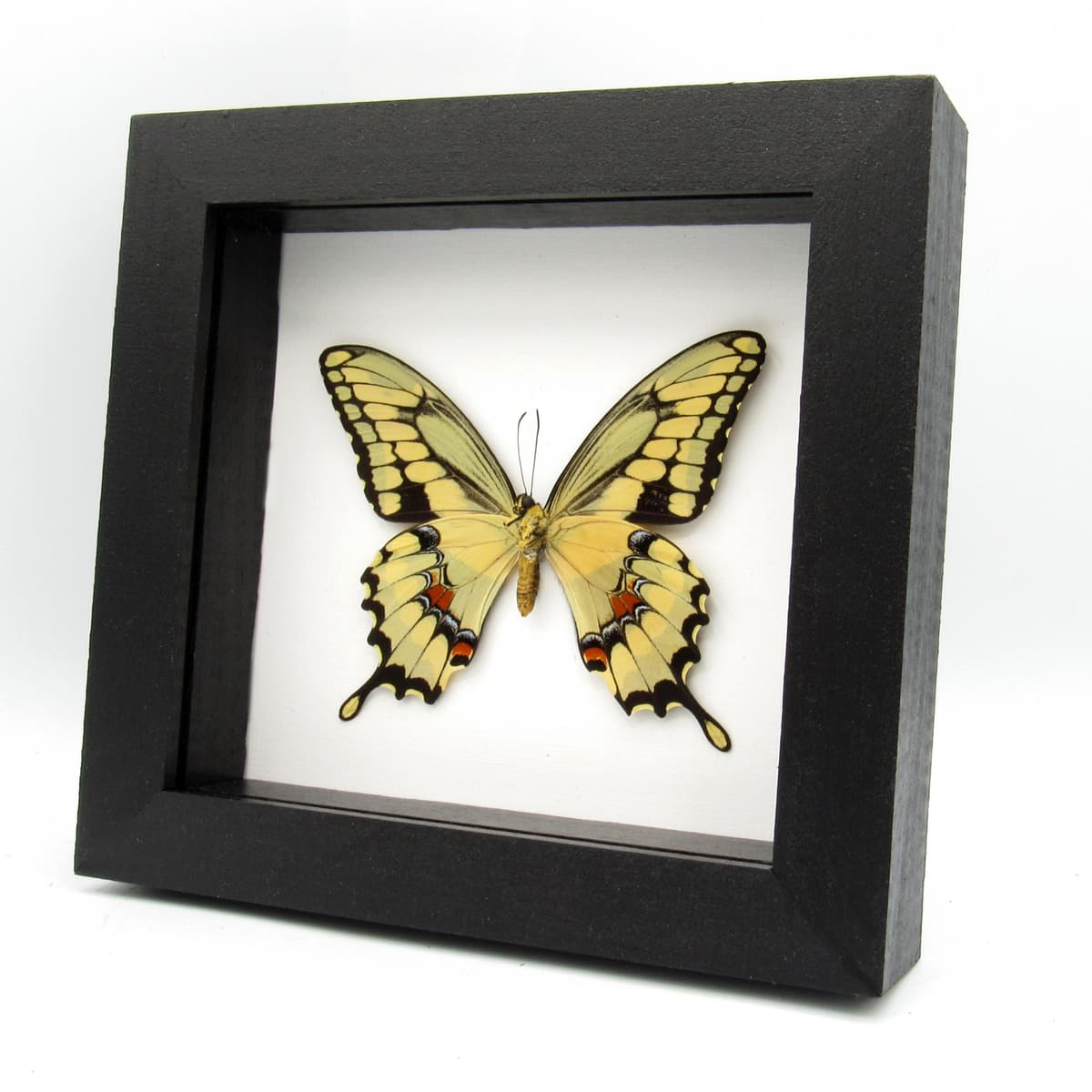 Real framed yellow Swallowtail butterfly taxidermy - Papilio cresphontes