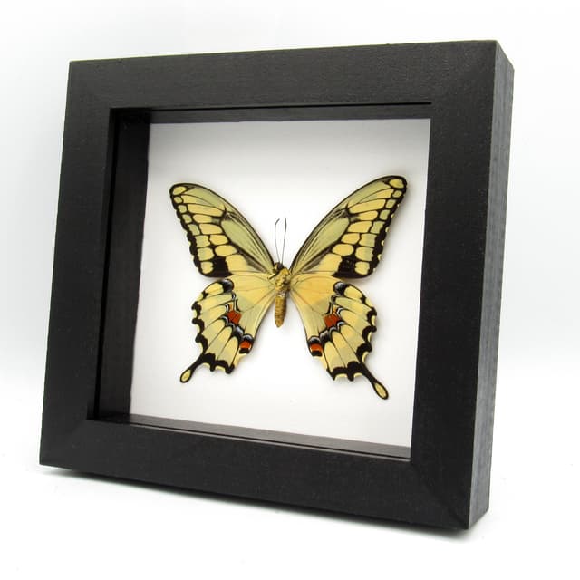 Real framed yellow Swallowtail butterfly taxidermy - Papilio cresphontes
