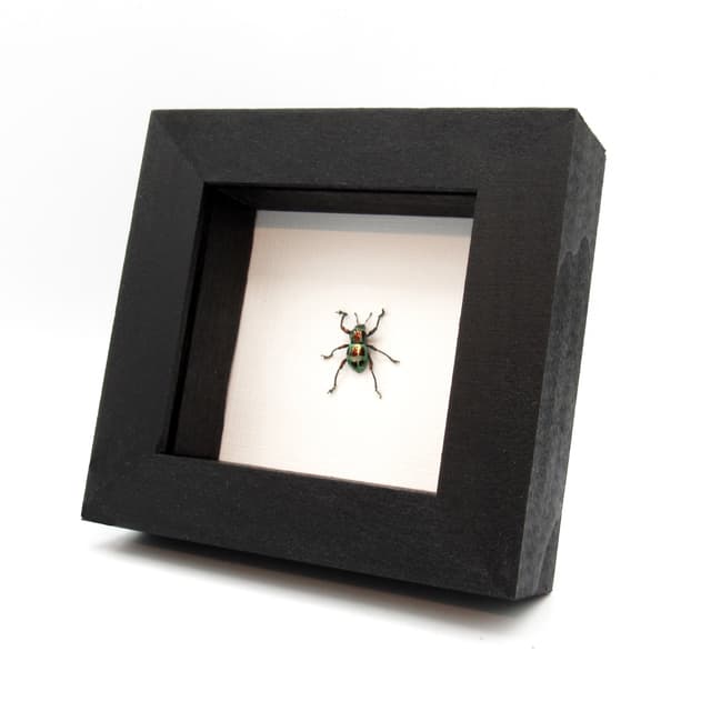 WEEVIL MANIA!  Real metallic red and green weevil framed taxidermy - Pachyrhynchus gloriosus