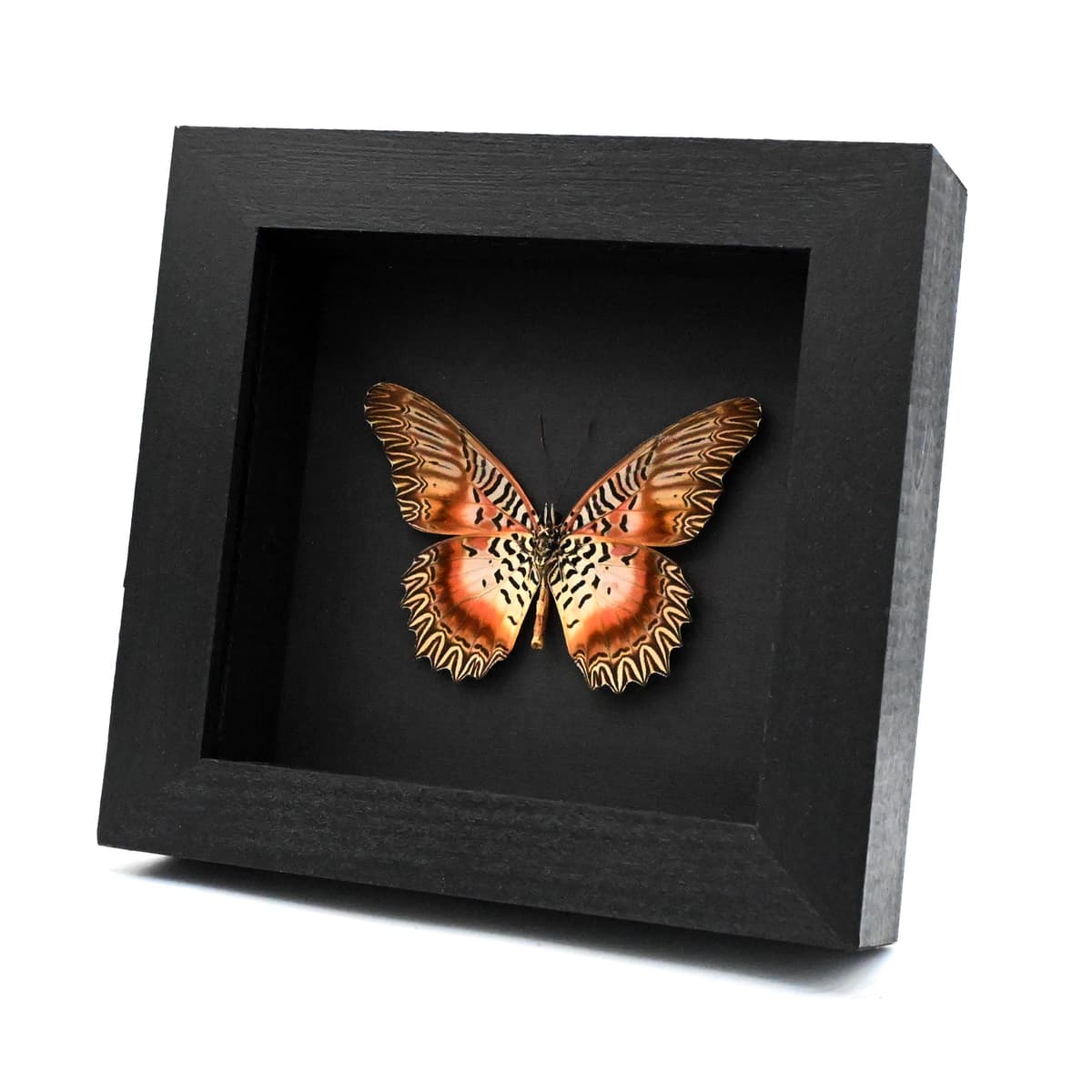 Rare Orange Lacewing butterfly framed specimen - Cethosia myrina vanbemmeleni