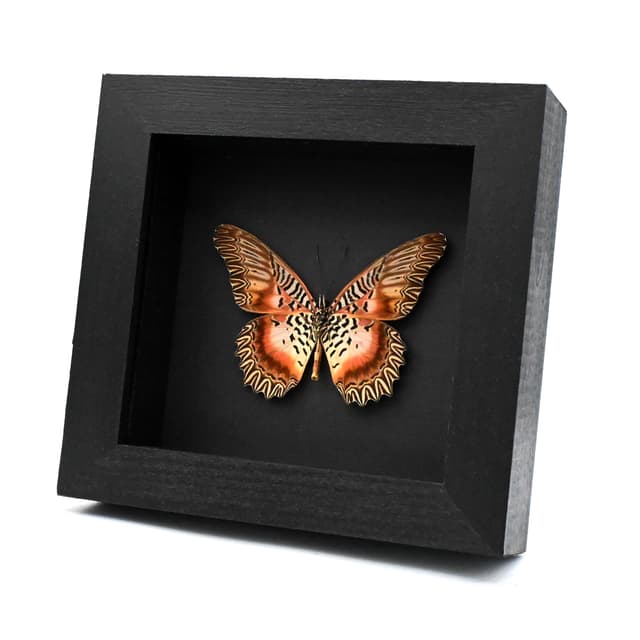 Rare Orange Lacewing butterfly framed specimen - Cethosia myrina vanbemmeleni