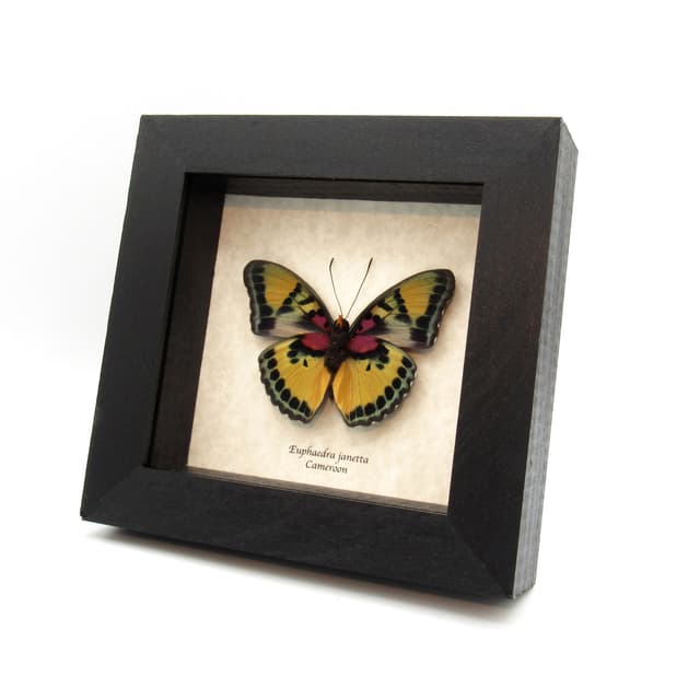 Rare Forester butterfly framed taxidermy - Euphaedra janetta