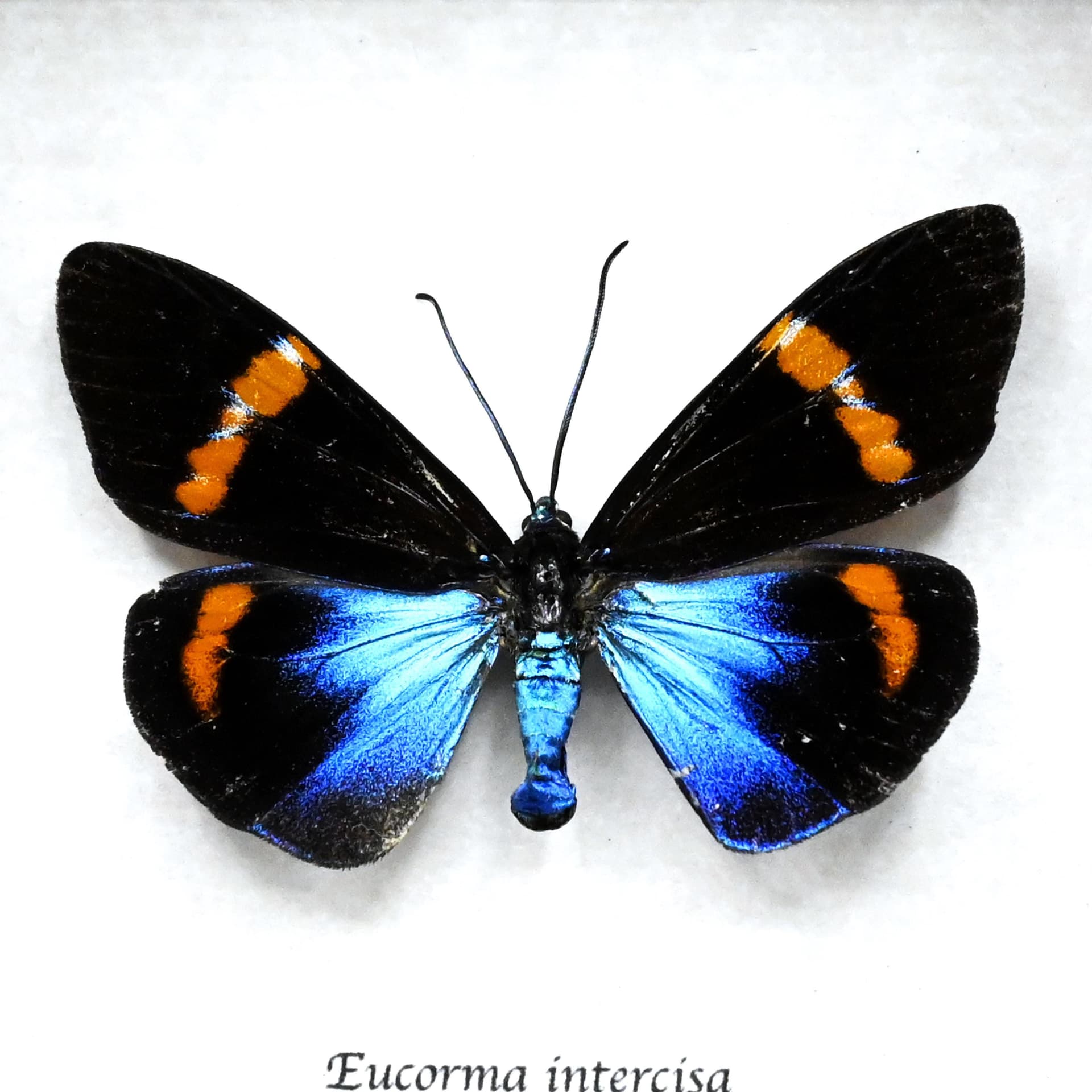 Rare metallic day moth framed taxidermy - Eucorma intercisa