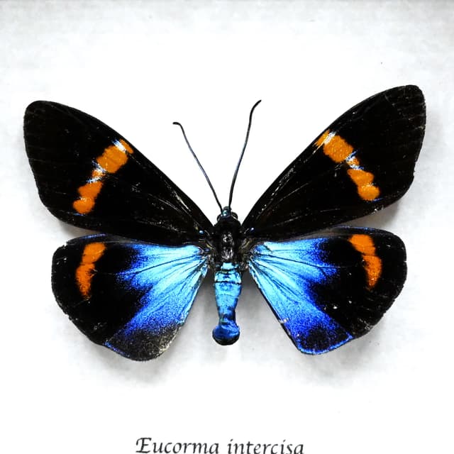 Rare metallic day moth framed taxidermy - Eucorma intercisa