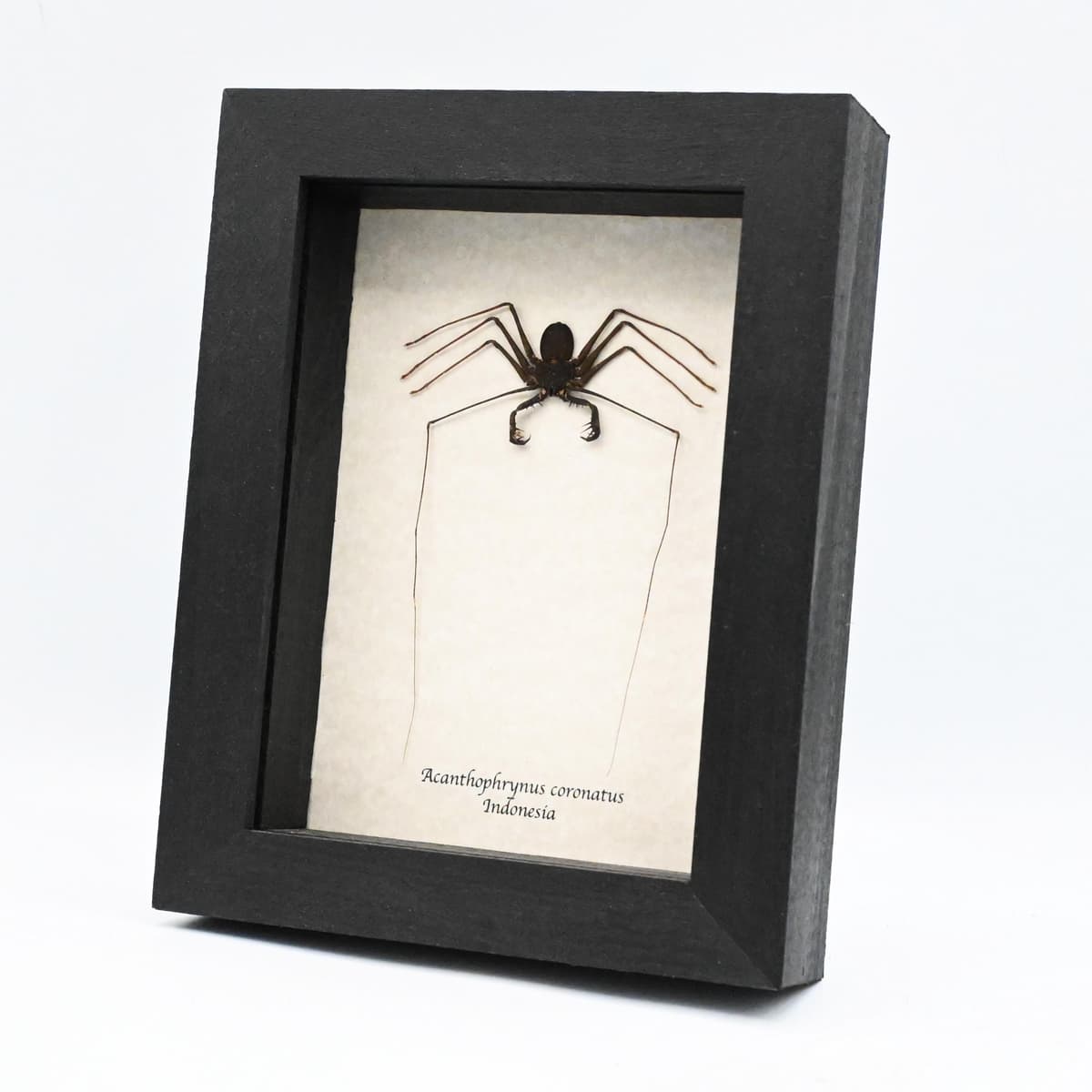 Real Giant Whip Scorpion framed taxidermy - Acanthophrynus coronatus