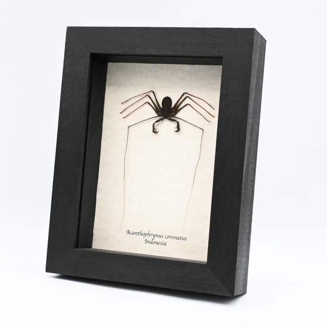 Real Giant Whip Scorpion framed taxidermy - Acanthophrynus coronatus
