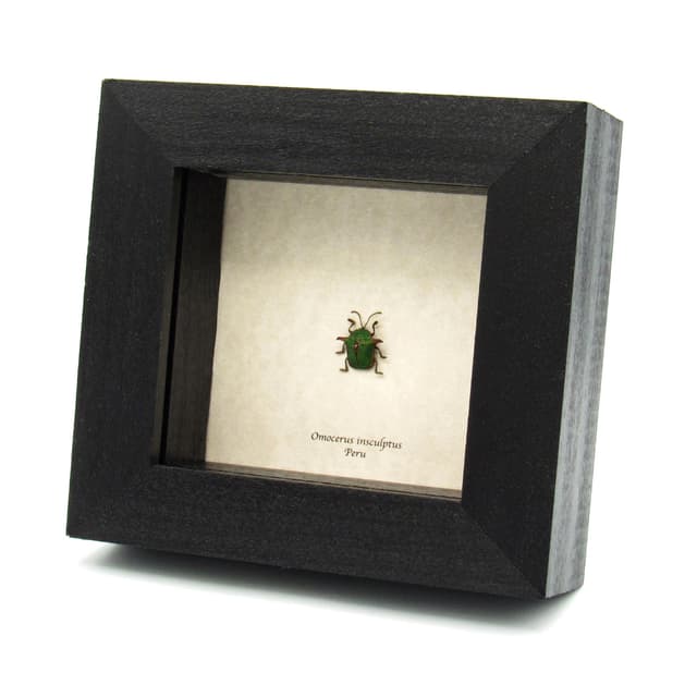 Rare green Tortoise beetle framed specimen - Omocerus insculptus