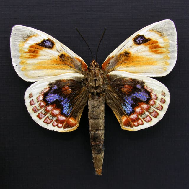 Very rare Giant rainbow Castniid moth framed specimen - Castnia psittacus - XL female