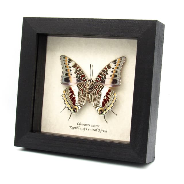 Real Giant Emperor butterfly framed taxidermy - Charaxes castor - large female