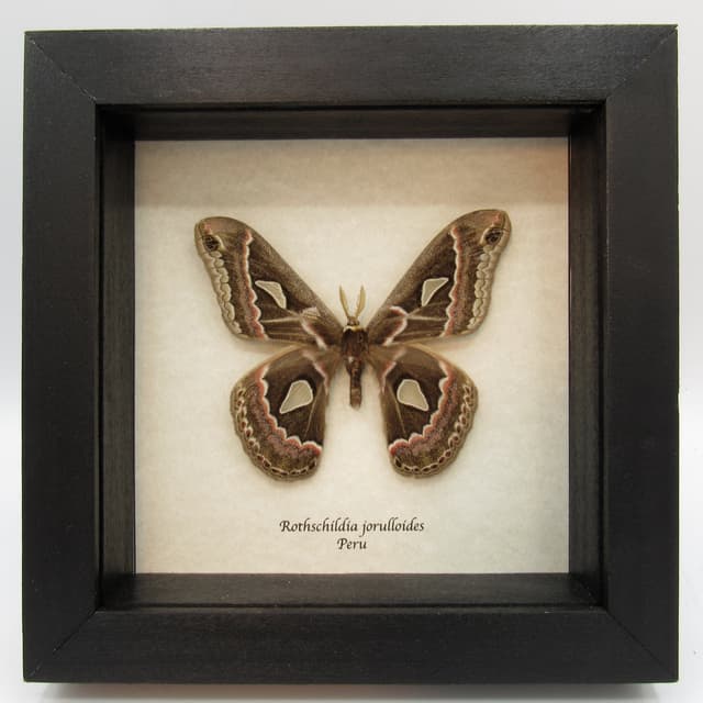 Rare Saturn moth framed taxidermy - Rothschildia jorulloides