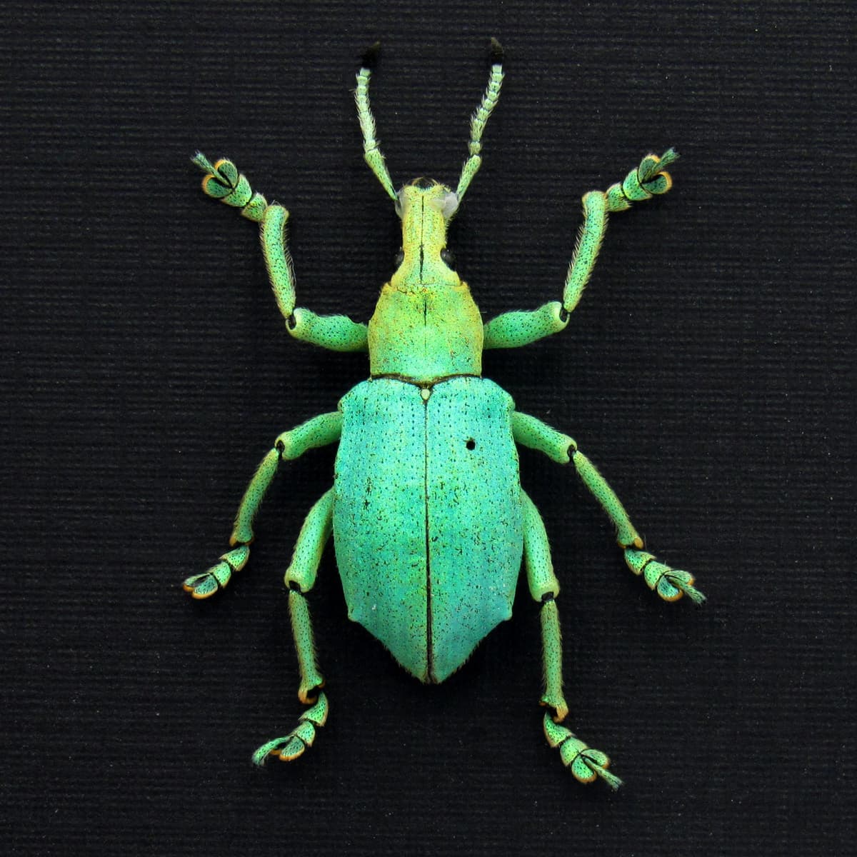 Rare weevil framed taxidermy - Eupholus bruyni - special color form - extra glitter - XL